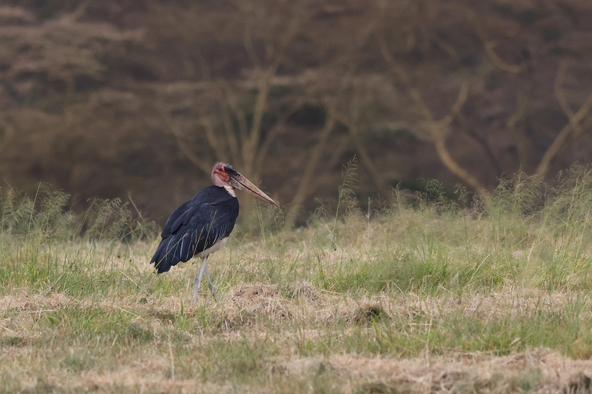 Marabou Stork - ML637059917