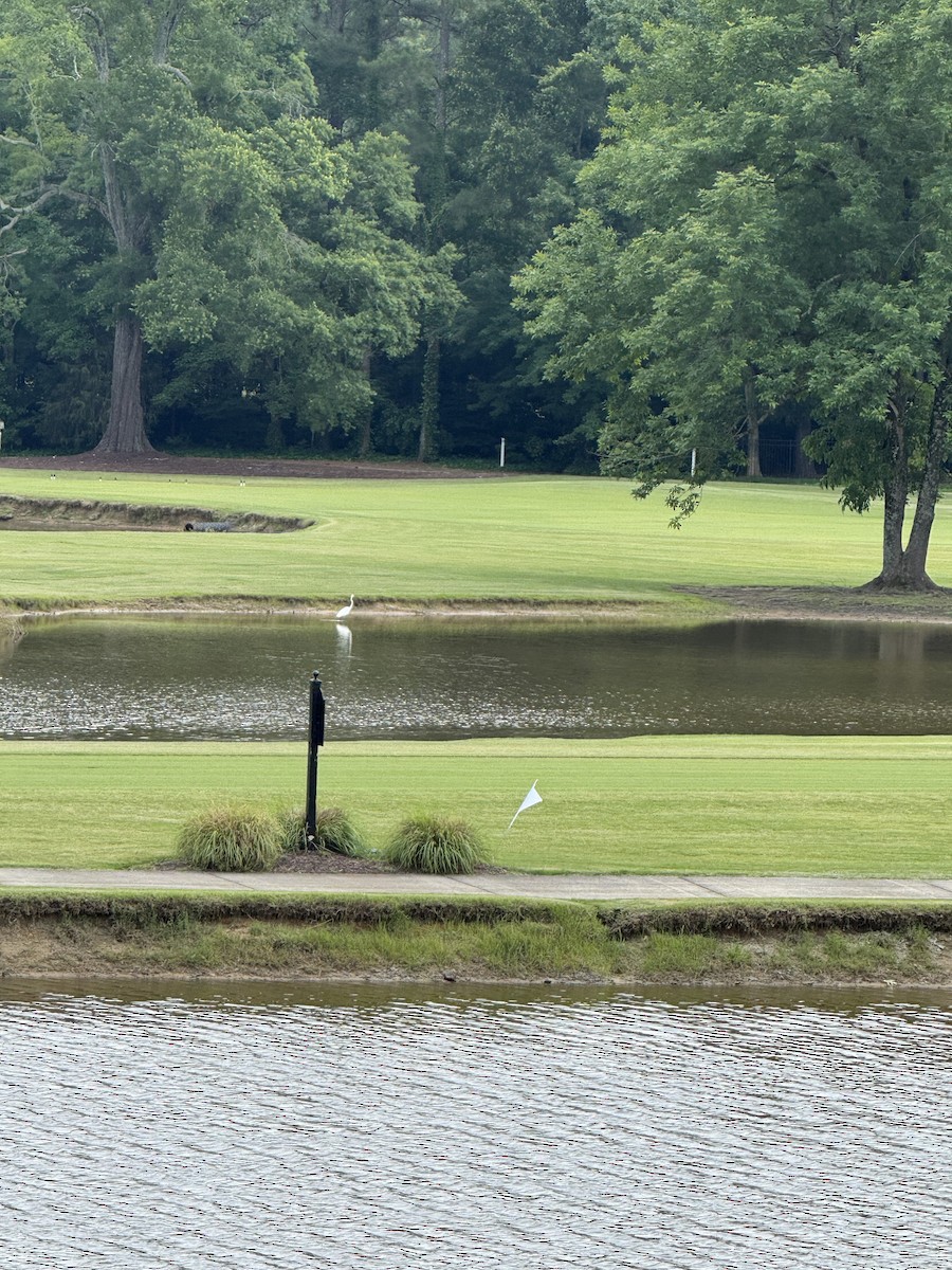 Great Egret - ML637059931