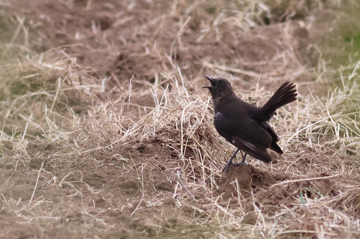 Northern Anteater-Chat - ML637059947