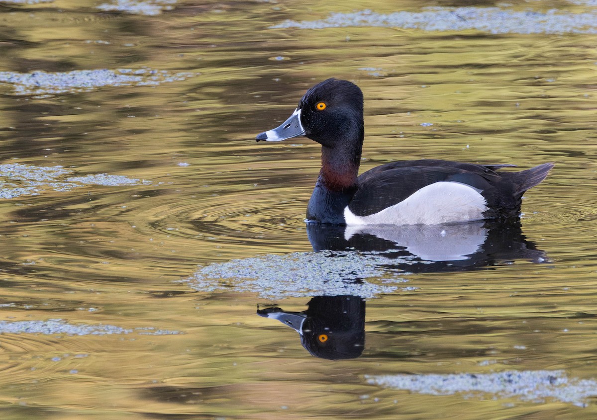Ring-necked Duck - ML637059979