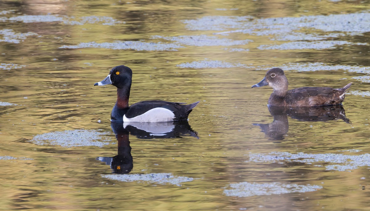 Ring-necked Duck - ML637059980
