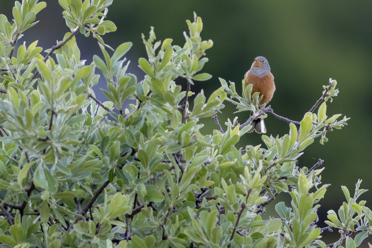 Cretzschmar's Bunting - ML637059991