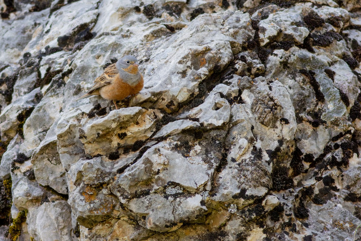 Cretzschmar's Bunting - ML637059994