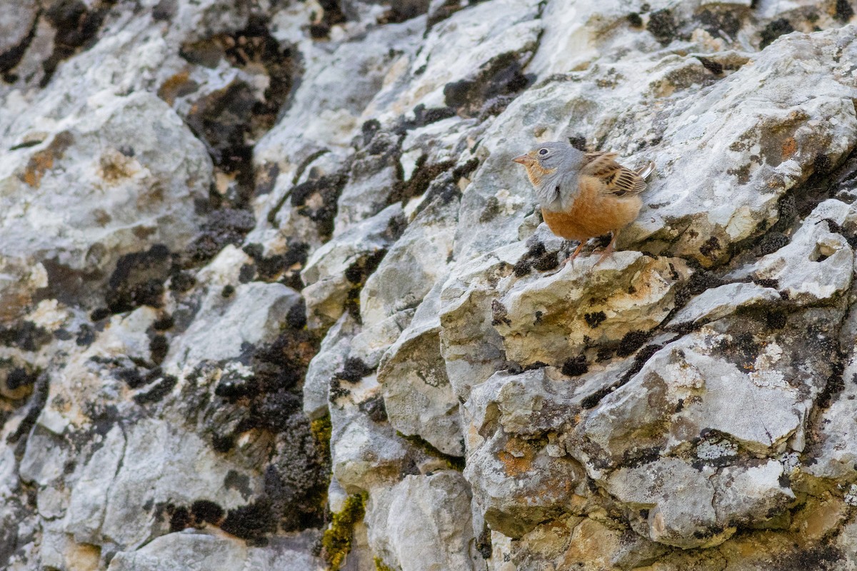 Cretzschmar's Bunting - ML637059995