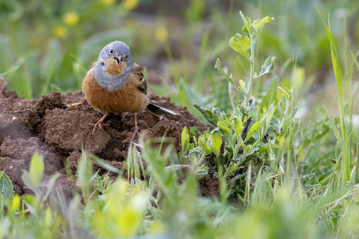 Cretzschmar's Bunting - ML637059996