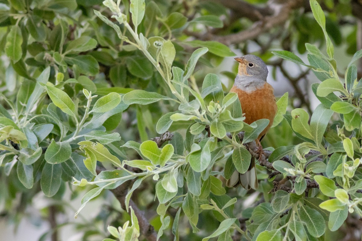 Cretzschmar's Bunting - ML637059997