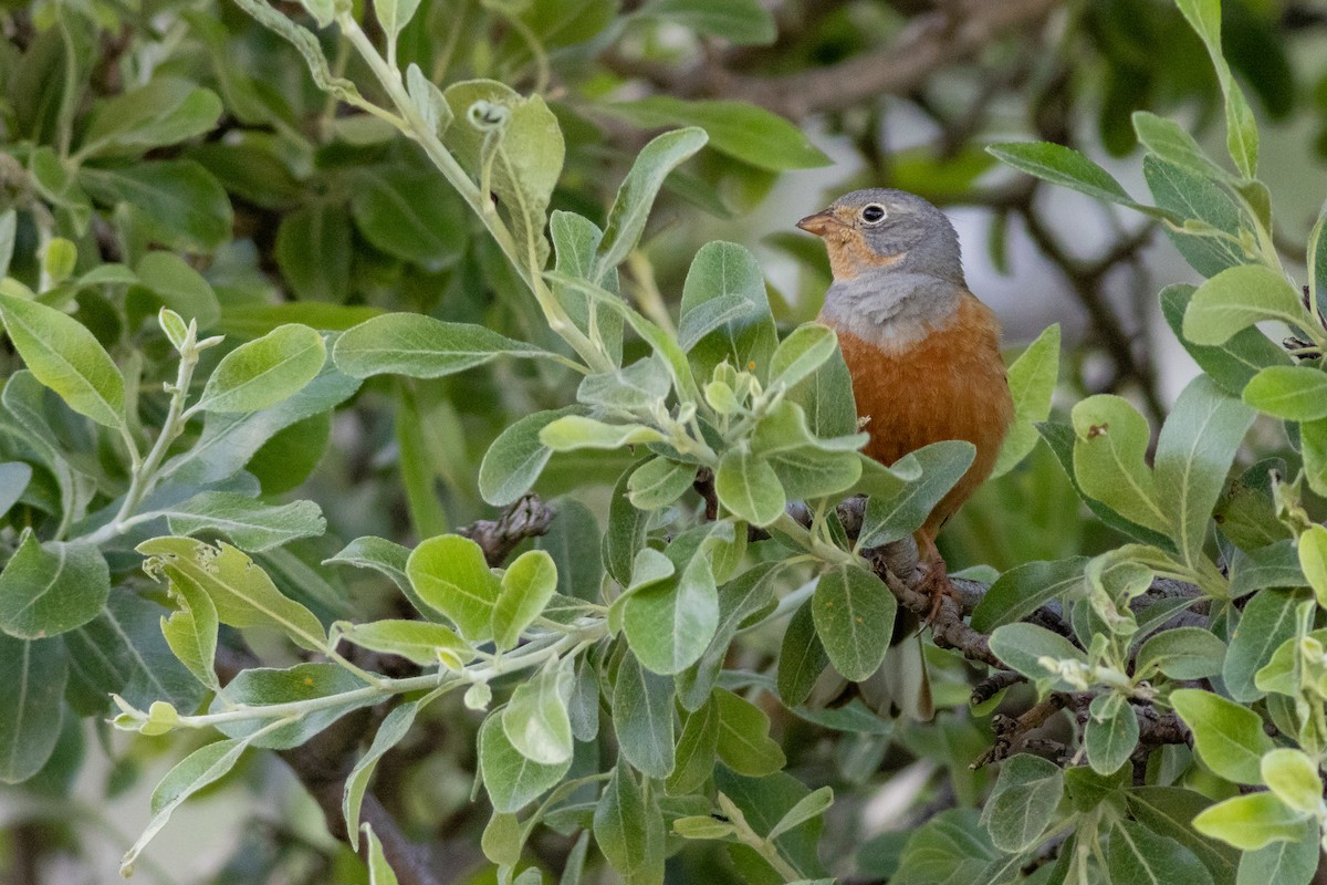 Cretzschmar's Bunting - ML637059998