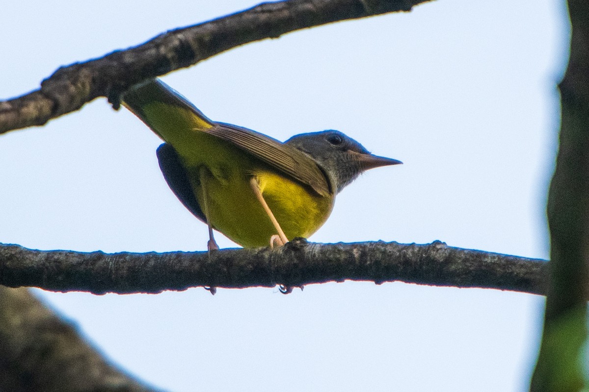 Mourning Warbler - ML637060004