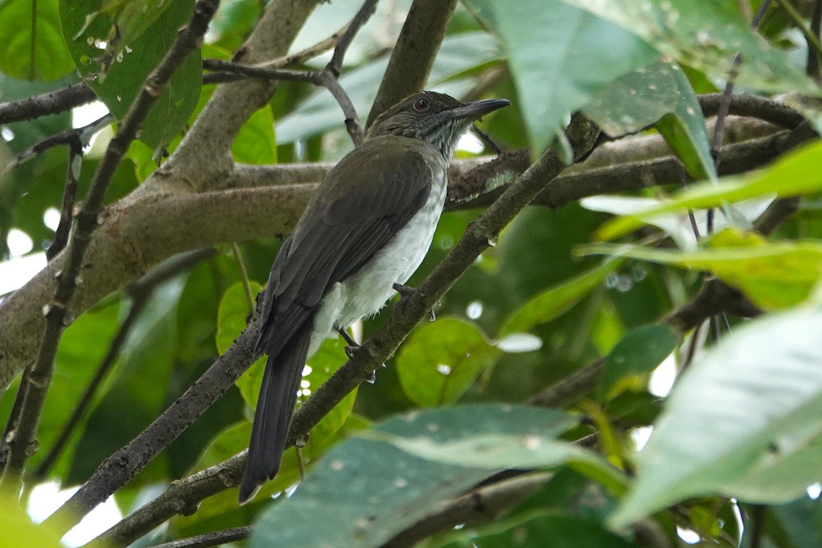 Streaked Bulbul - ML637060015
