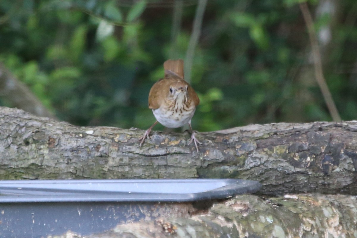 Veery - ML637060063