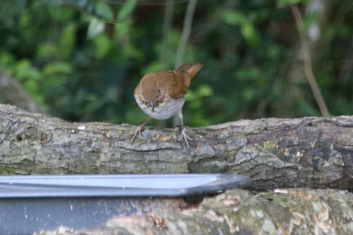 Veery - ML637060064