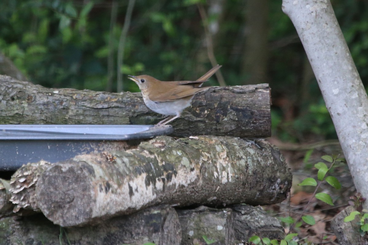 Veery - ML637060066