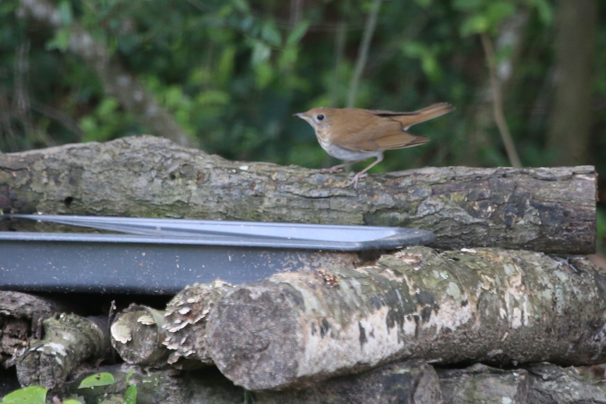 Veery - ML637060067