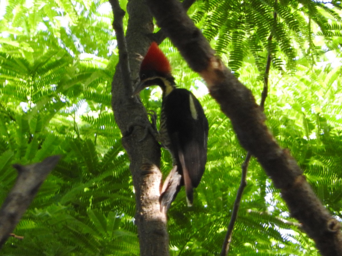 Lineated Woodpecker - ML637060103