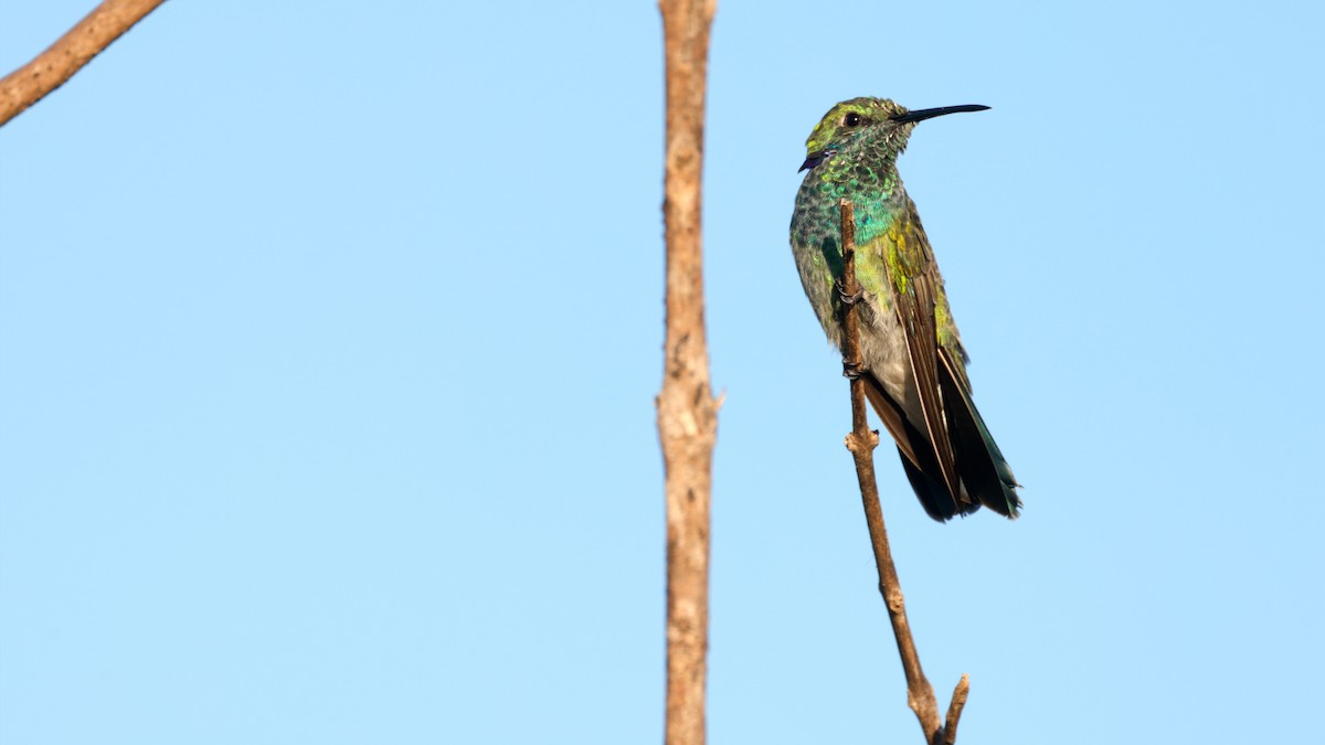 White-vented Violetear - ML637060230