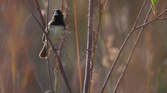 Yellow-bellied Seedeater - ML637060278