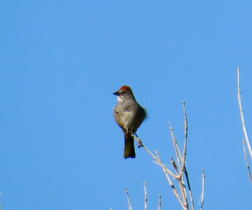 Green-tailed Towhee - ML637060330