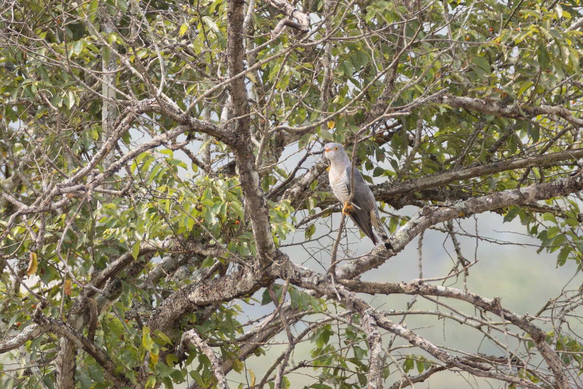 African Cuckoo - ML637060381