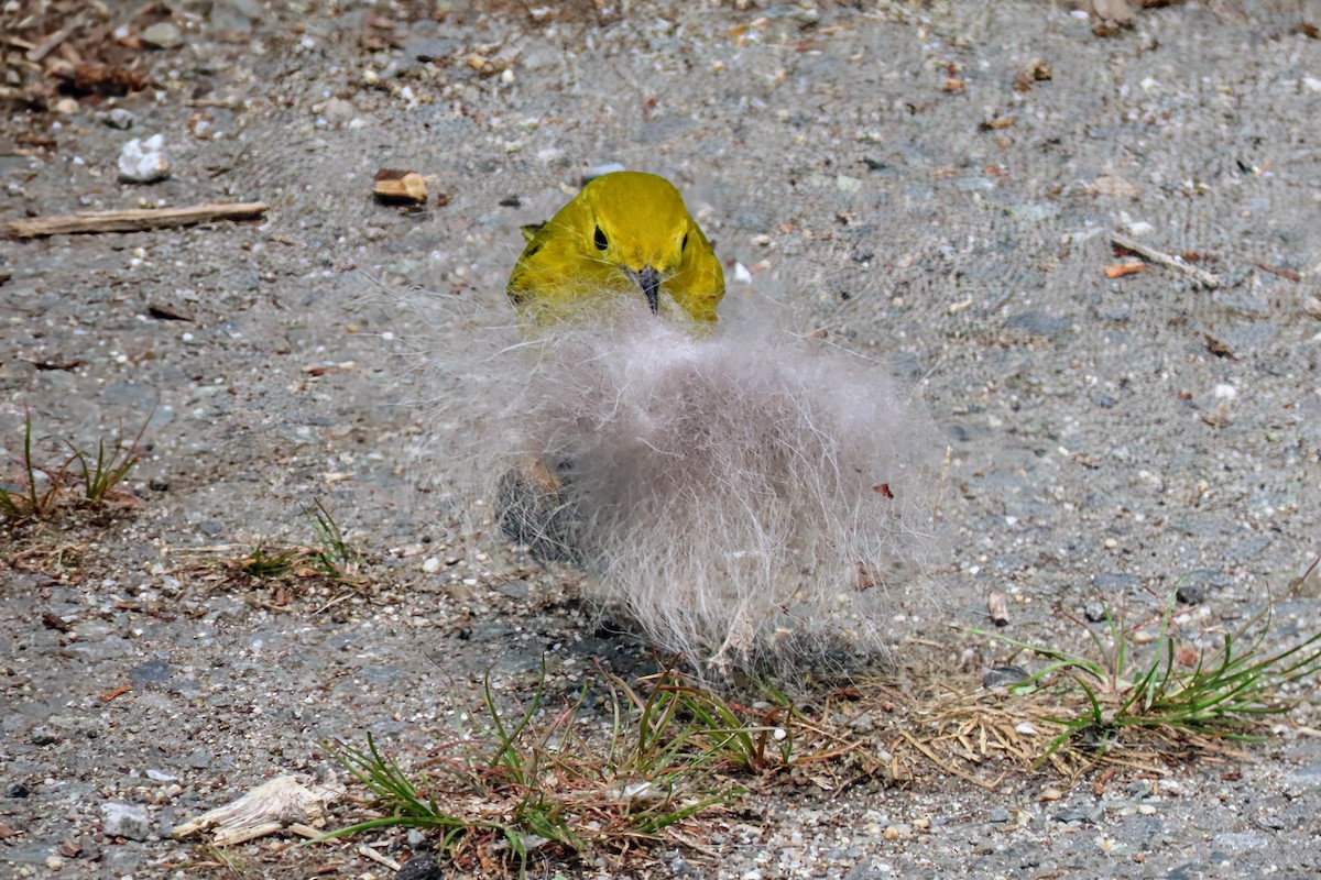 Northern Yellow Warbler - ML637060427