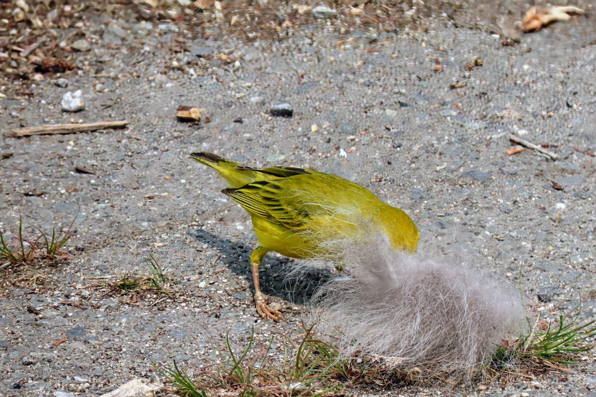 Northern Yellow Warbler - ML637060433