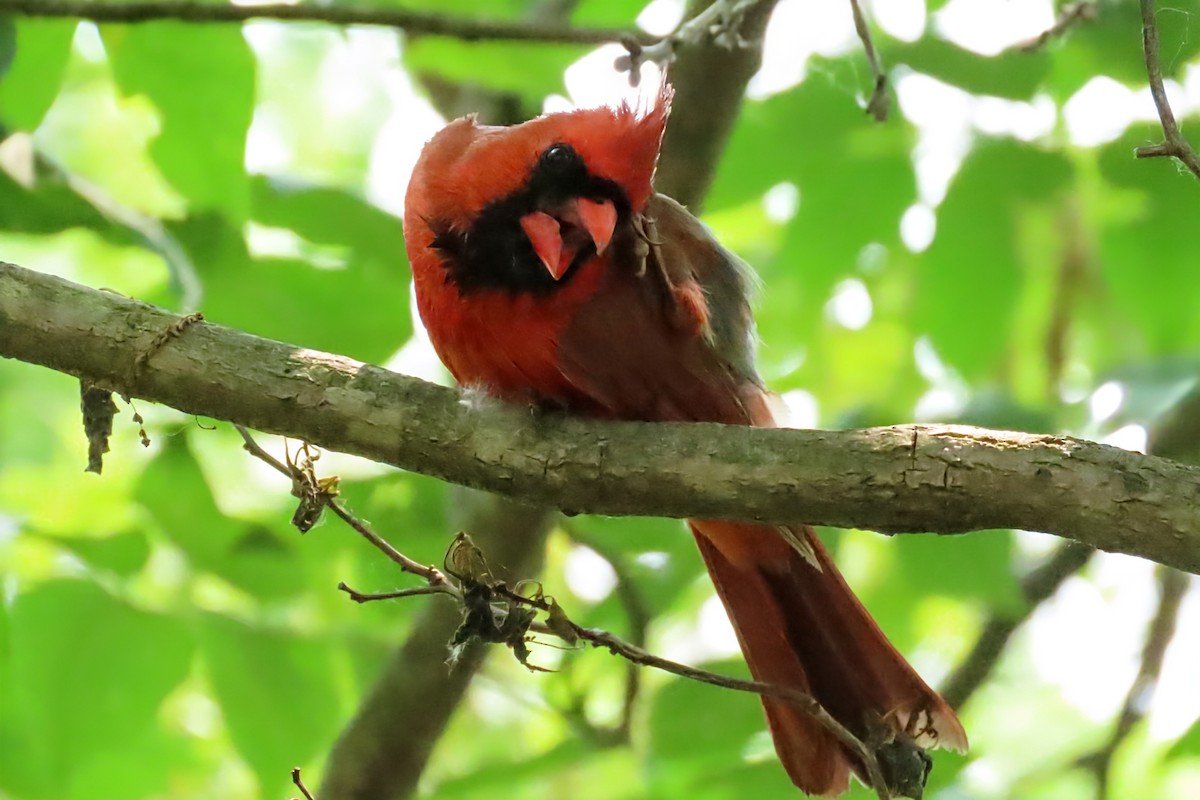 Northern Cardinal - ML637060441