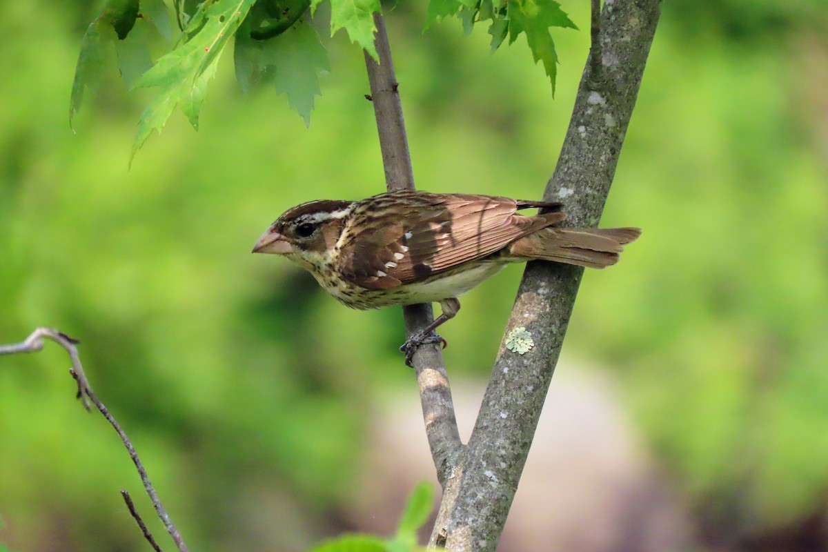Rose-breasted Grosbeak - ML637060451