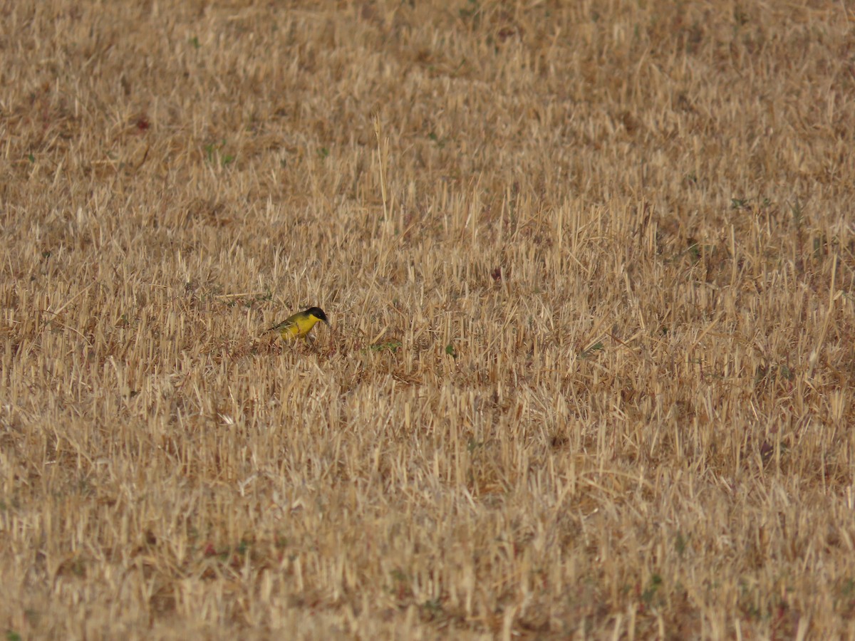 Western Yellow Wagtail (feldegg) - ML637060487