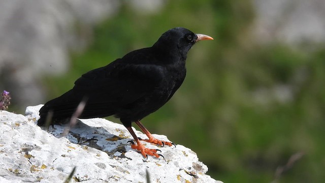 alpekråke - ML637060538