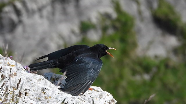 alpekråke - ML637060542