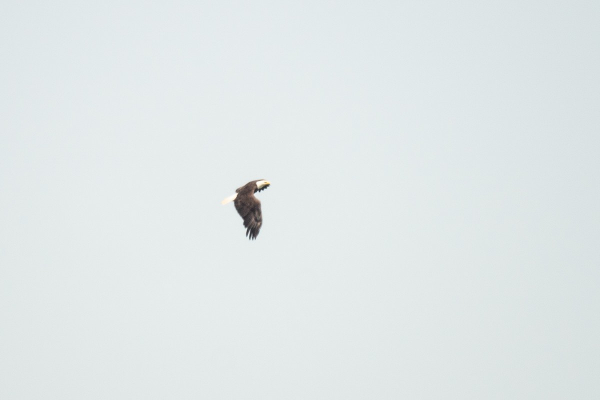 Bald Eagle - ML637060588