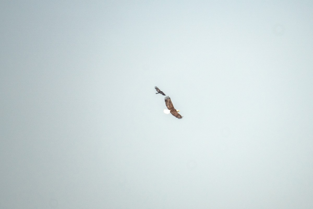 Bald Eagle - ML637060589