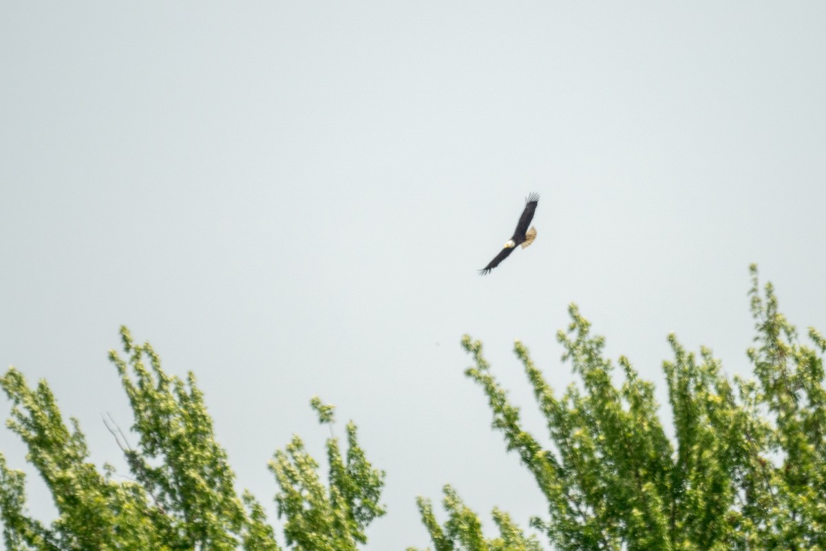 Bald Eagle - ML637060590