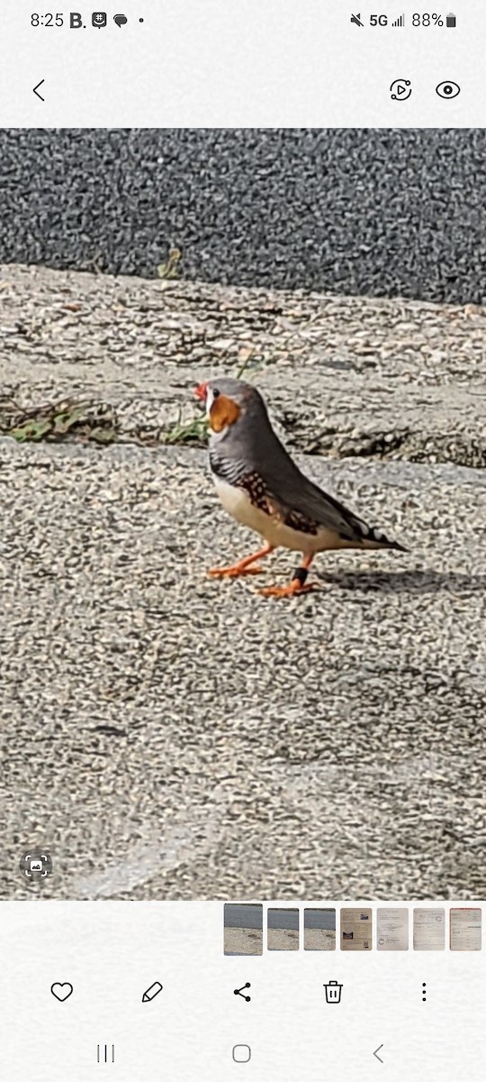 Zebra Finch - ML637060624
