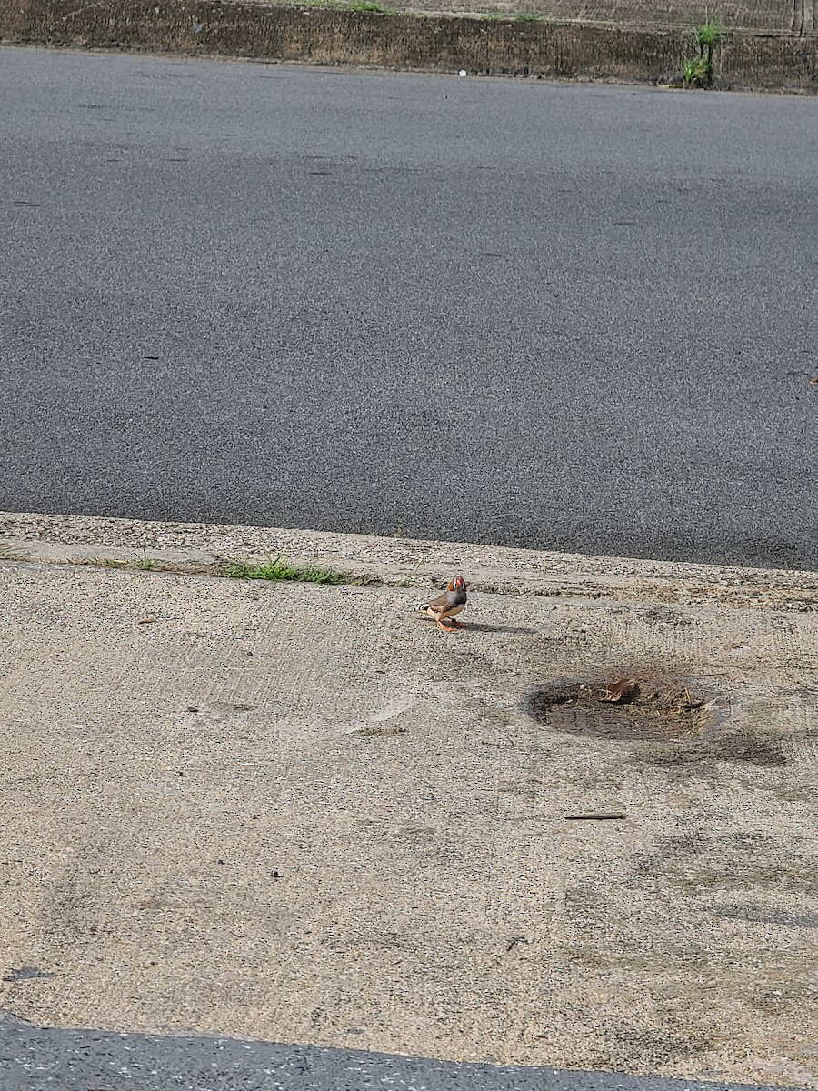 Zebra Finch - ML637060625