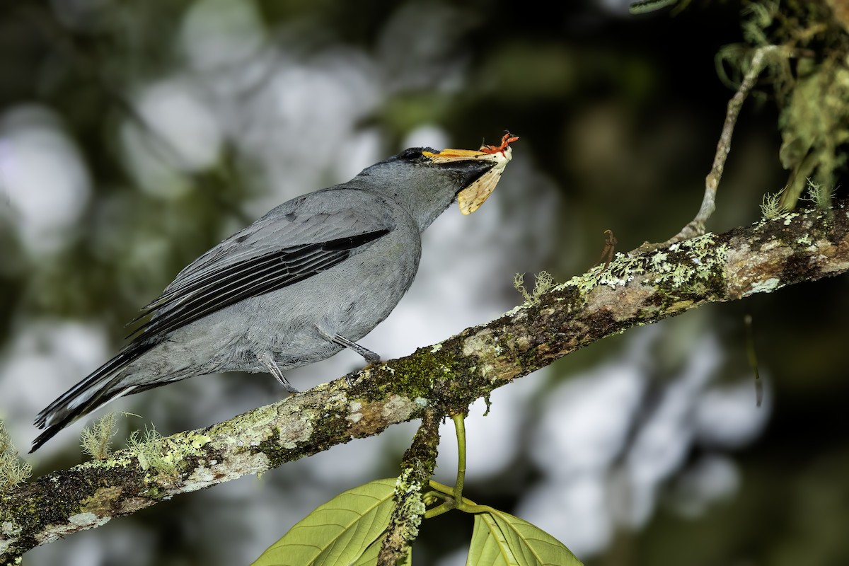 Sunda Cuckooshrike - ML637060644