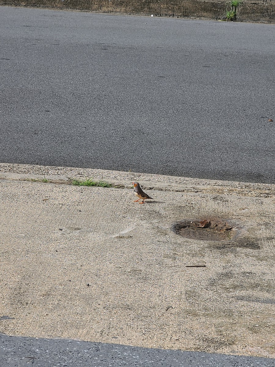 Zebra Finch - ML637060646