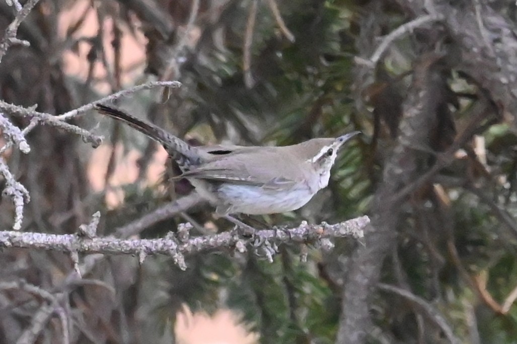 Buschzaunkönig - ML637060660