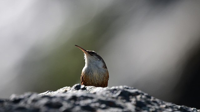 Canyon Wren - ML637060669