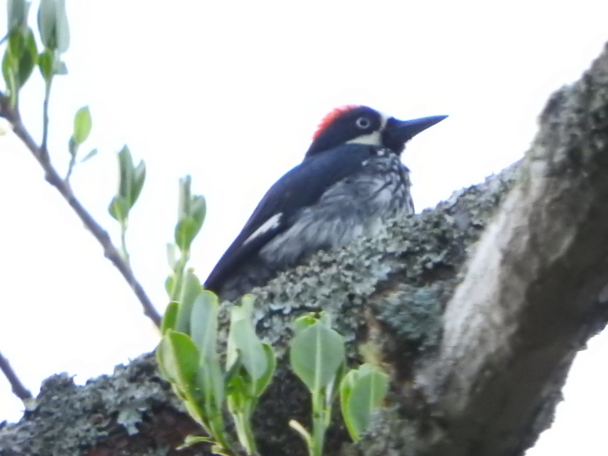 Acorn Woodpecker - ML637060769