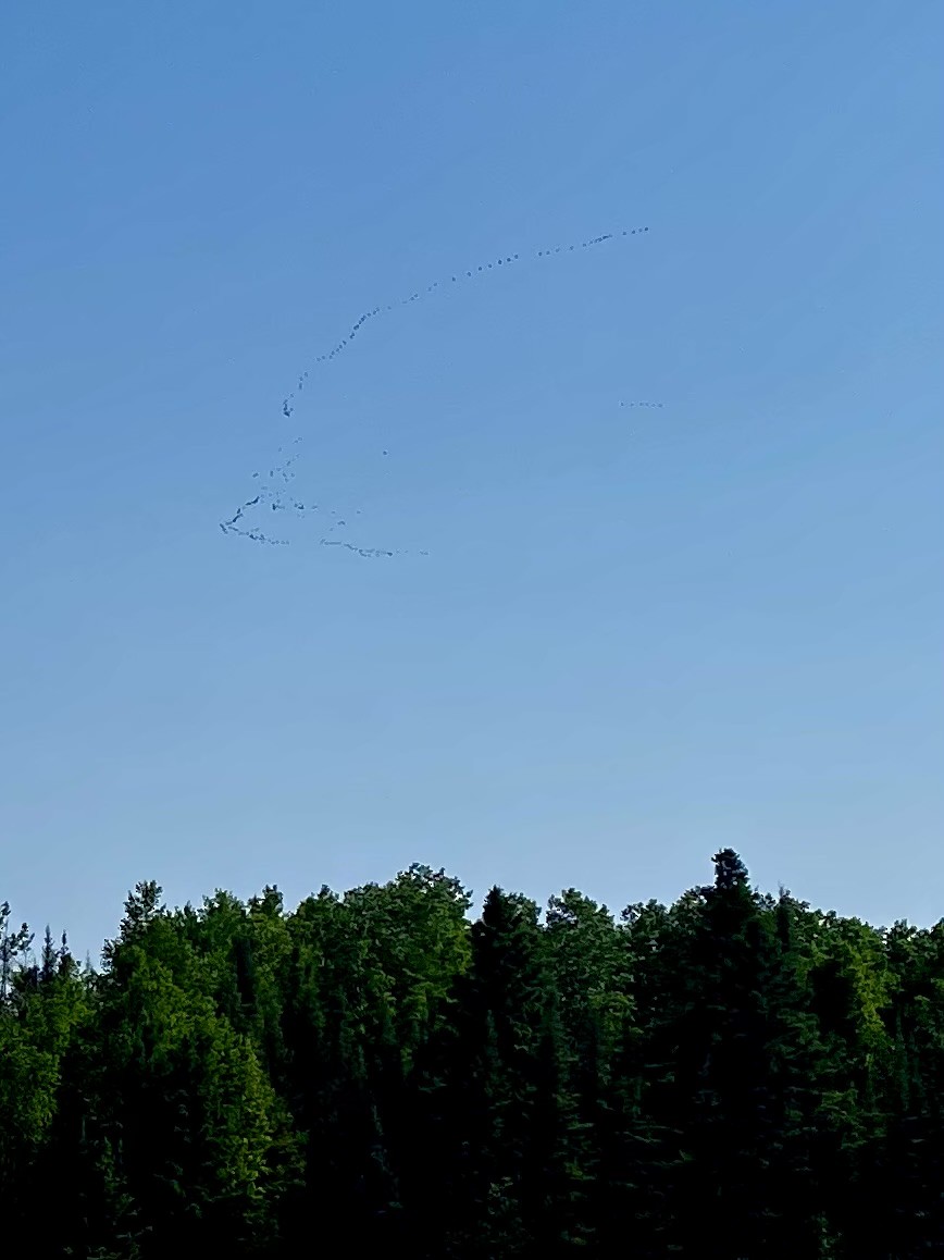 Canada Goose - ML637060794