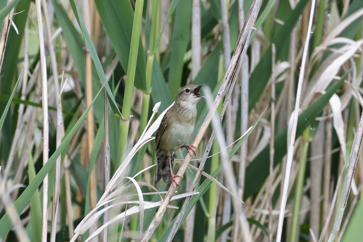 Common Grasshopper Warbler - ML637060811