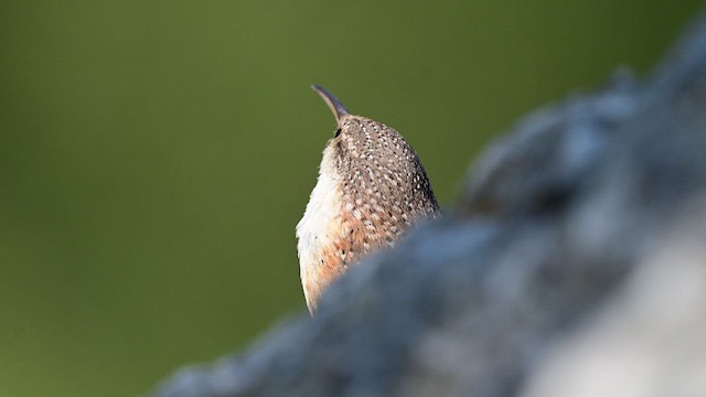 Canyon Wren - ML637060903