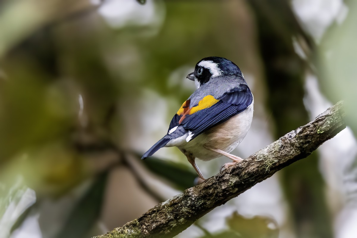 White-browed Shrike-Babbler (Blyth's) - ML637060938