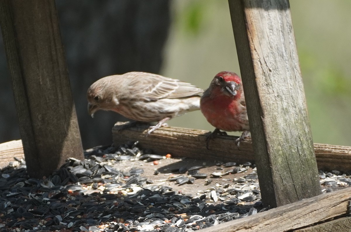 House Finch - ML637060970