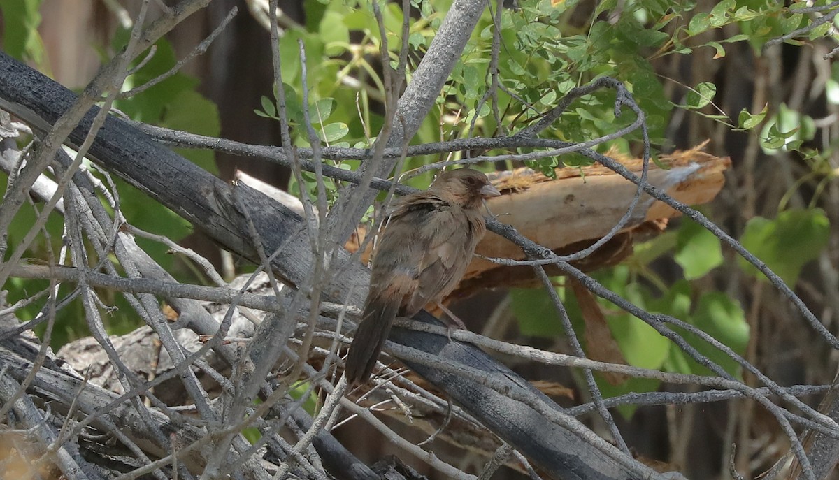 Abert's Towhee - ML637061143