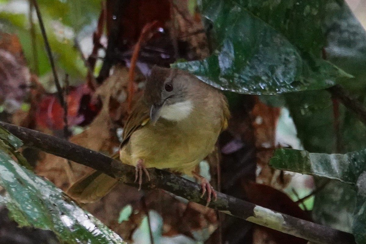Gray-cheeked Bulbul - ML637061189