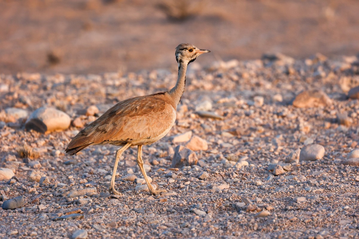Rüppell's Bustard - ML637061196
