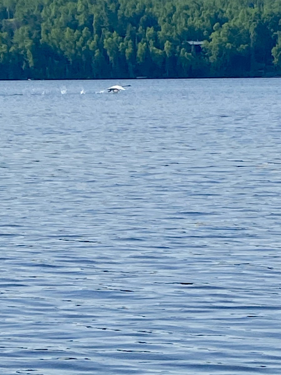 Trumpeter Swan - ML637061336