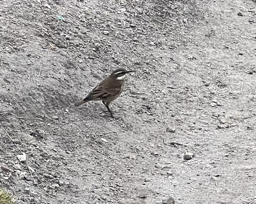 Chestnut-winged Cinclodes - ML637061413