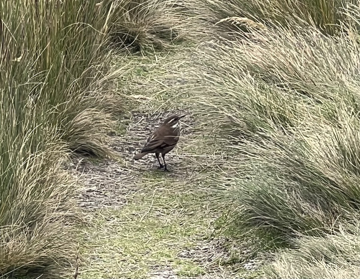 Chestnut-winged Cinclodes - ML637061414